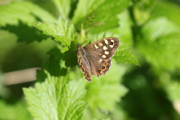 Schmetterling Waldbrettspiel auf einem Blatt