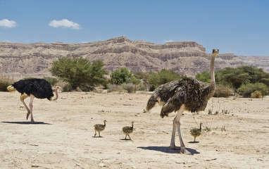 African ostrich (Struthio camelus) adult and young chicks