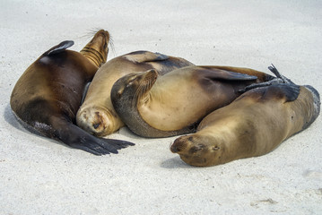 Family of Seals napping on the beach