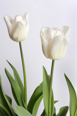 Tulipanes blancos