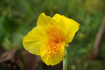 Fleur au Nicaragua