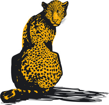 Leopard, vector illustration