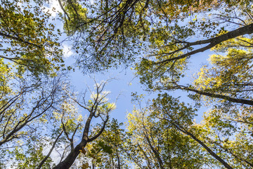 Crown trees and pine against sky
