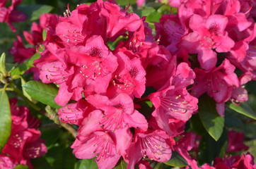 Rhododendron - Blüten