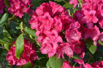 Rhododendron