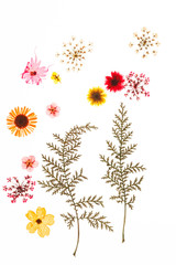 Obraz premium summer flowers