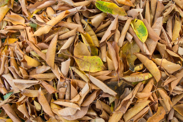 Leaves background
