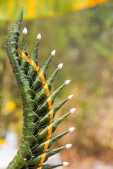Part of rice offering ,Bysri in Thailand