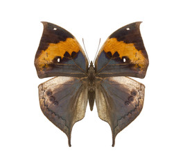 Kallima tropical butterfly