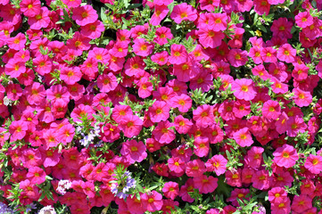 Petunia - Gartenblumen