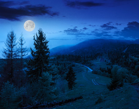 pine trees near valley in mountains at night