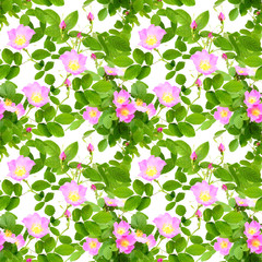Seamless pattern of dog-roses flowers