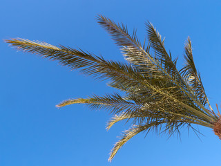 palm tree