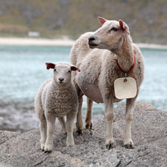 Obraz premium Sheep and lamb in coast
