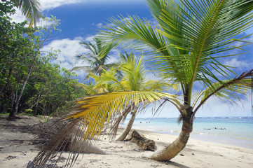 Naklejka na ściany i meble caribbean beach