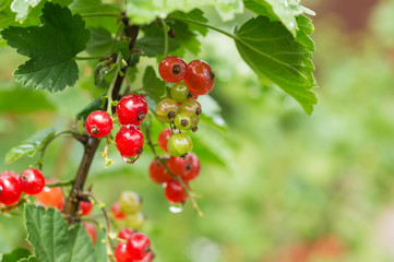 Fototapeta premium Berries of red currant on a branch after a rain