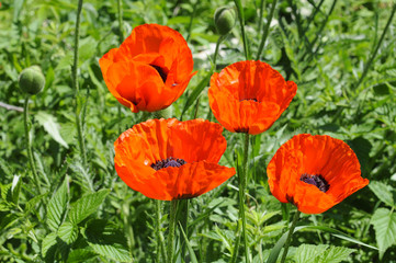 Beautiful red poppies in a garden.