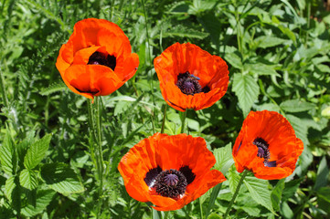 Beautiful red poppies in a garden.