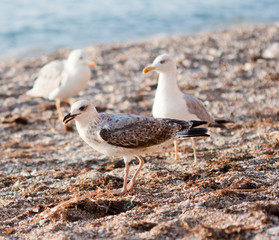 seagulls on the beach