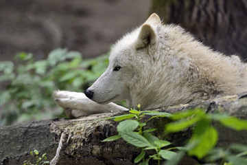 Arctic Wolf
