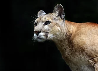 Rucksack Puma © kyslynskyy