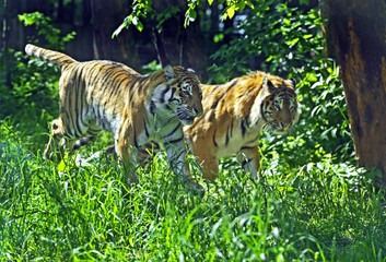 Amur Tiger