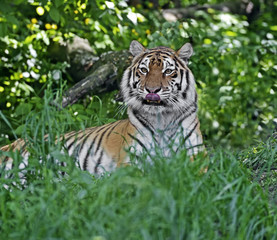 Amur Tiger