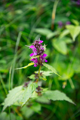 Purple flowers of the field