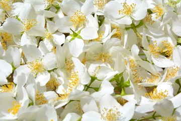 Hintergrund - Jasminblüten