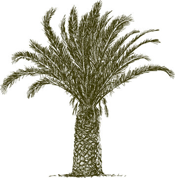 palm tree