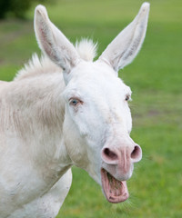 portrait of an obstinate white donkey on the pasture