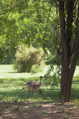 Young Ostrich near Bogoria, Kenya
