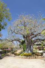Fototapeta na wymiar Baobab Tree in Kenya.