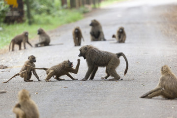 Baboons on road in Kenya