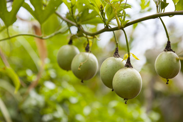 Passion fruits on a tree