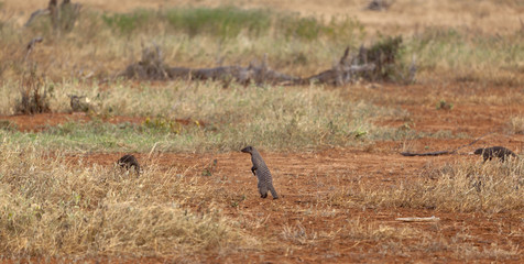 Banded Mongooses in Kenya