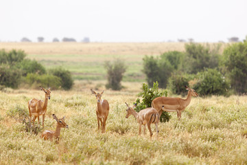 Gazelles in Tsavo East, Kenya