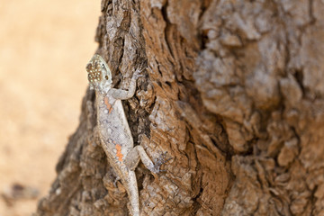 Female Red-headed Rock Agama in Kenya