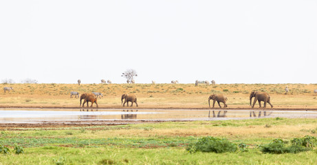 Obraz na płótnie Canvas African Elephants At Lake