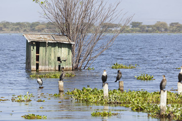 Fototapeta na wymiar Cormorants at Lake Naivasha, Kenya