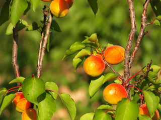 Ripe apricots grow on a branch among green leaves
