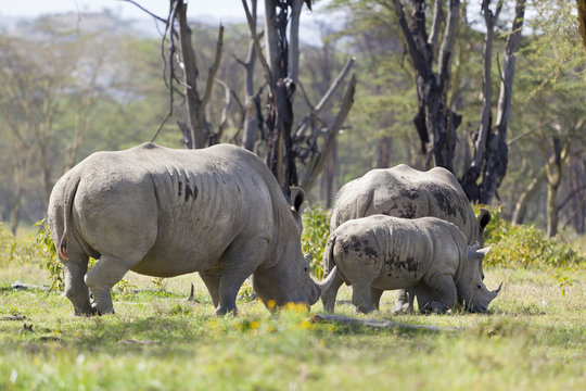 Rhino Family in Kenya