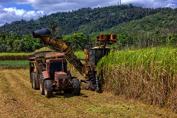 Naklejka premium Sugar cane farming in Queensland