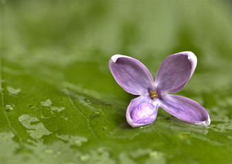 Obraz na płótnie Canvas Close Up Lilac