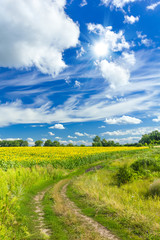 Fototapeta premium Summer landscape