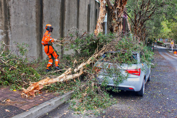 Sydney SES volunteer clears fallen branches after mini-tornado 