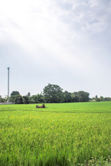 green rice field