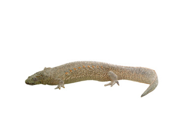 Spanish amphibious