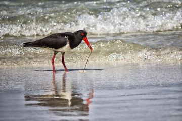 Pied Oystercatcher pulling a worm 
