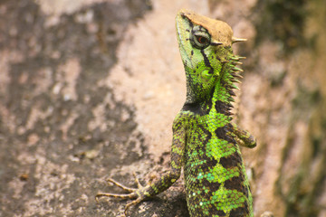 Green crested lizard